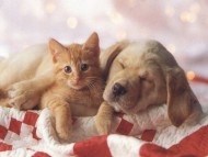 annonces.Toulouse-annuaire - Garde Pour Animaux ( Chats, Chiens)