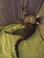 annonces.Toulouse-annuaire - L'avez-vous Vu ?