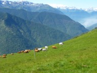 annonces.Toulouse-annuaire - Vente En Direct De Colis De Viande