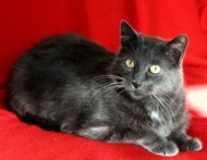 annonces.Toulouse-annuaire - Parrainez Nos Chats !!! (chats Libres De Colomiers)