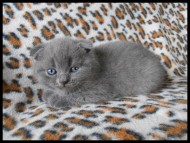 annonces.Toulouse-annuaire - A Rserver Chatons Scottish Fold Loof