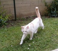 annonces.Toulouse-annuaire - A Adopter Chat Male Blanc Et Roux Europen 12 Mois