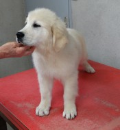 annonces.Toulouse-annuaire - Chiot Golden Retriever