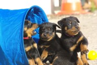 annonces.Toulouse-annuaire - Chiots Beauceron Lof  Rserver