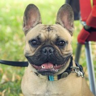annonces.Toulouse-annuaire - Chiot Bouledogue Franais Lof