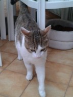 annonces.Toulouse-annuaire -  Adopter Chat Adorable 7ans