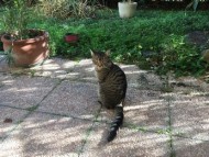annonces.Toulouse-annuaire - Perdu Chat Tigr ( Croix-daurade)