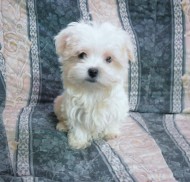annonces.Toulouse-annuaire - Bichon Maltais