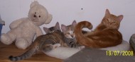 annonces.Toulouse-annuaire - Animalo - Garde Animaux